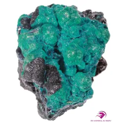 Chrysocolle brute