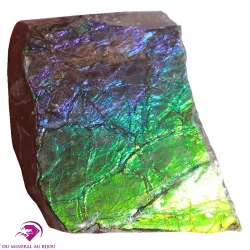 Ammolite du Canada
