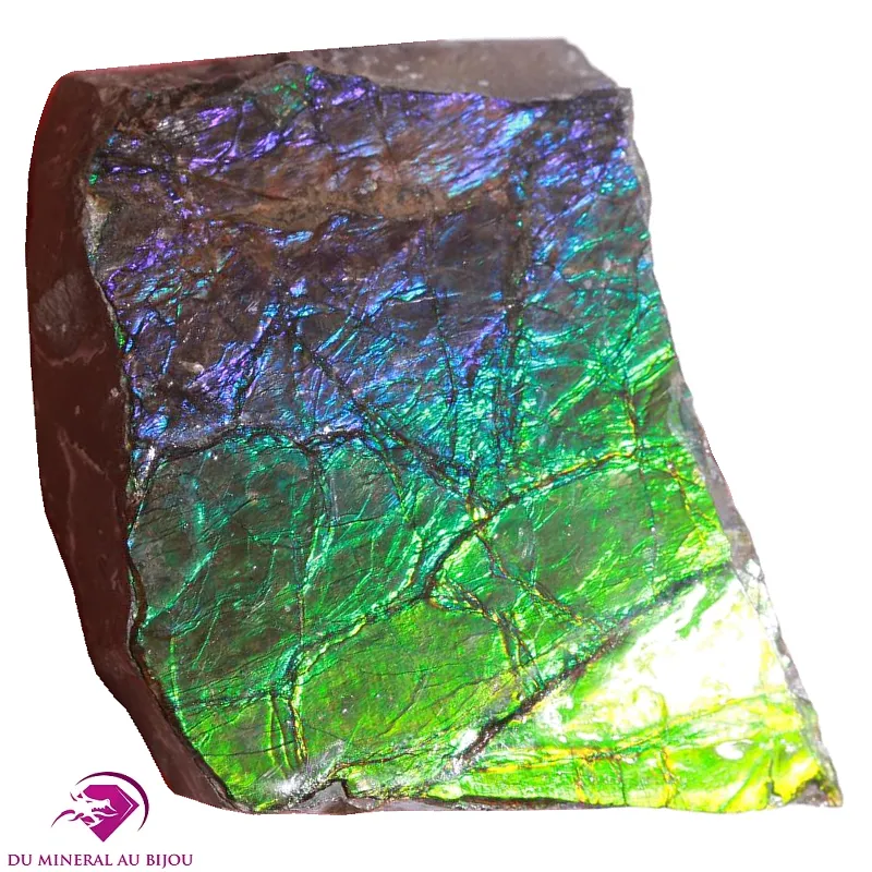 Ammolite du Canada Ammolite du Canada