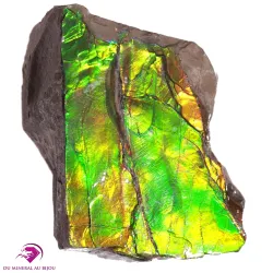 Ammolite Canada