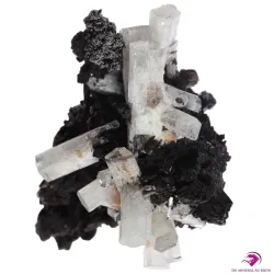 Cristaux d'Aigue-marine sur gangue de Tourmaline noire