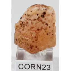Cornaline brute corn23