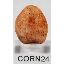 Cornaline brute corn24