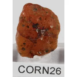 Cornaline brute corn26