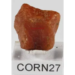 Cornaline brute corn27