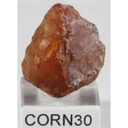 Cornaline brute corn30