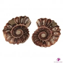 Paire Ammonite de Madagascar