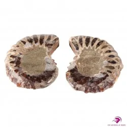 Ammonite Madagascar