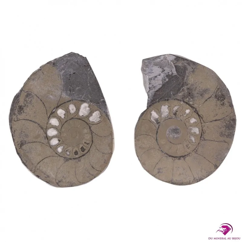 Paire Ammonite Pyritisée Paire Ammonite Pyritisée