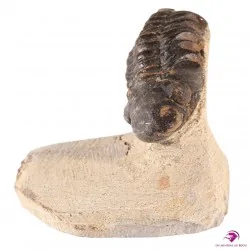 Fossile Trilobite