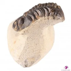Fossile Trilobite Maroc