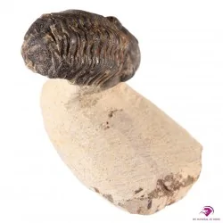 Trilobite, Fossile du Maroc