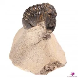 Fossile de Trilobite