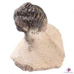 Fossile Trilobite