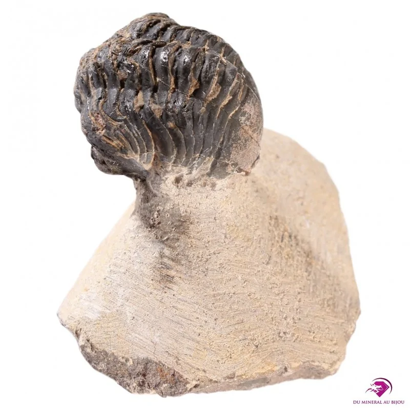 Fossile Trilobite Fossile Trilobite