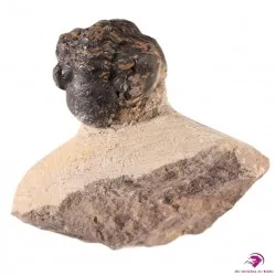 Trilobite Maroc