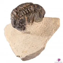 Trilobite