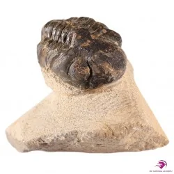 Trilobite Fossile