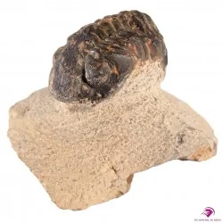Trilobite Maroc