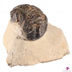 Trilobite Fossile Maroc