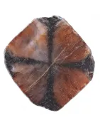 Chiastolite, variété d'Andalousite - Vente de minéraux de collection