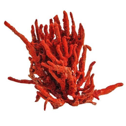 Corail