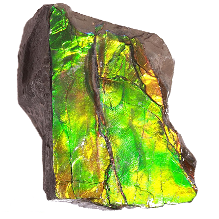 Ammolite