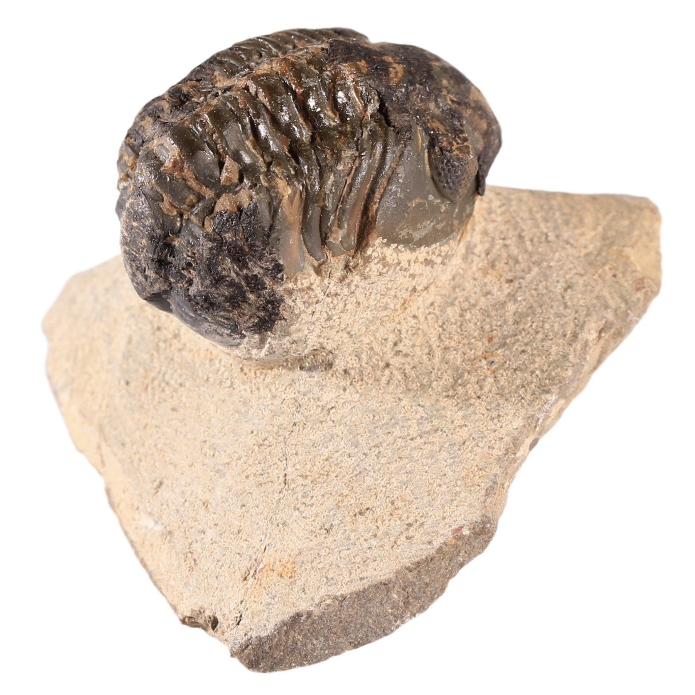 Fossile